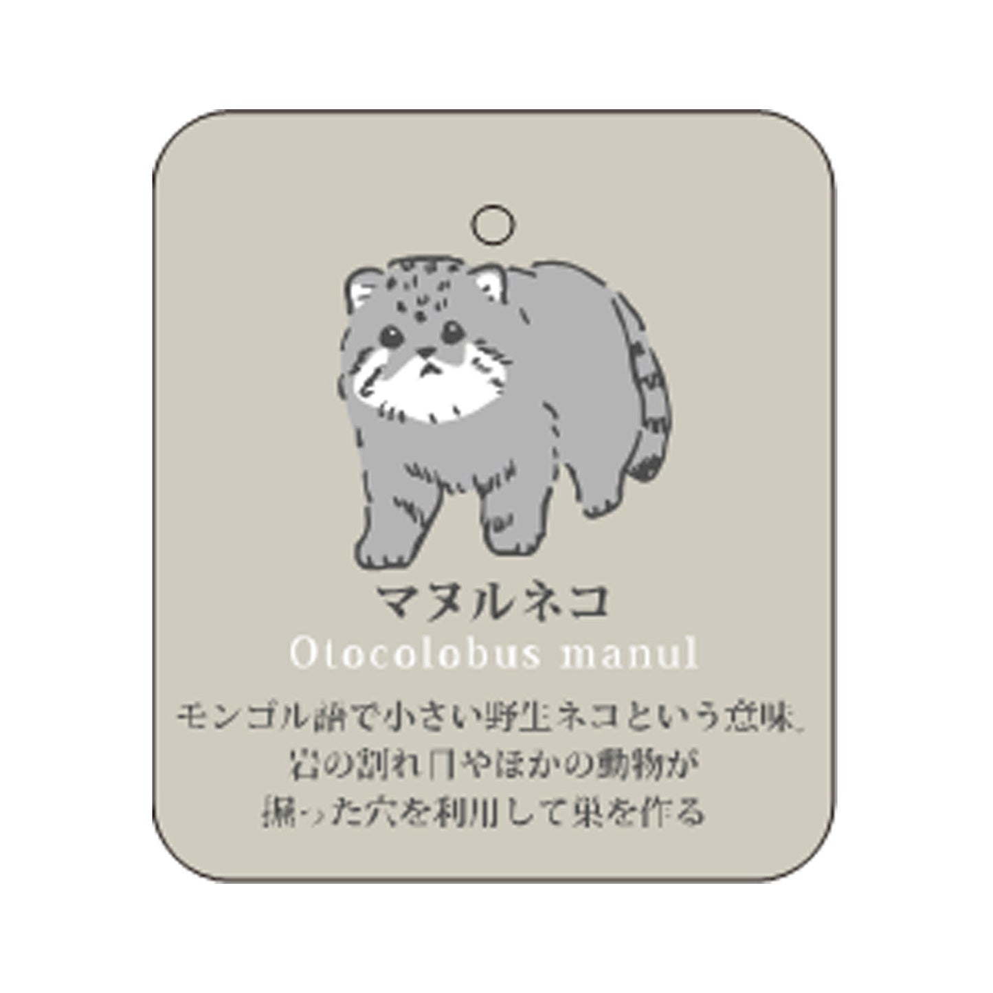 7/7 預購 | 動物系列 兔猻襪