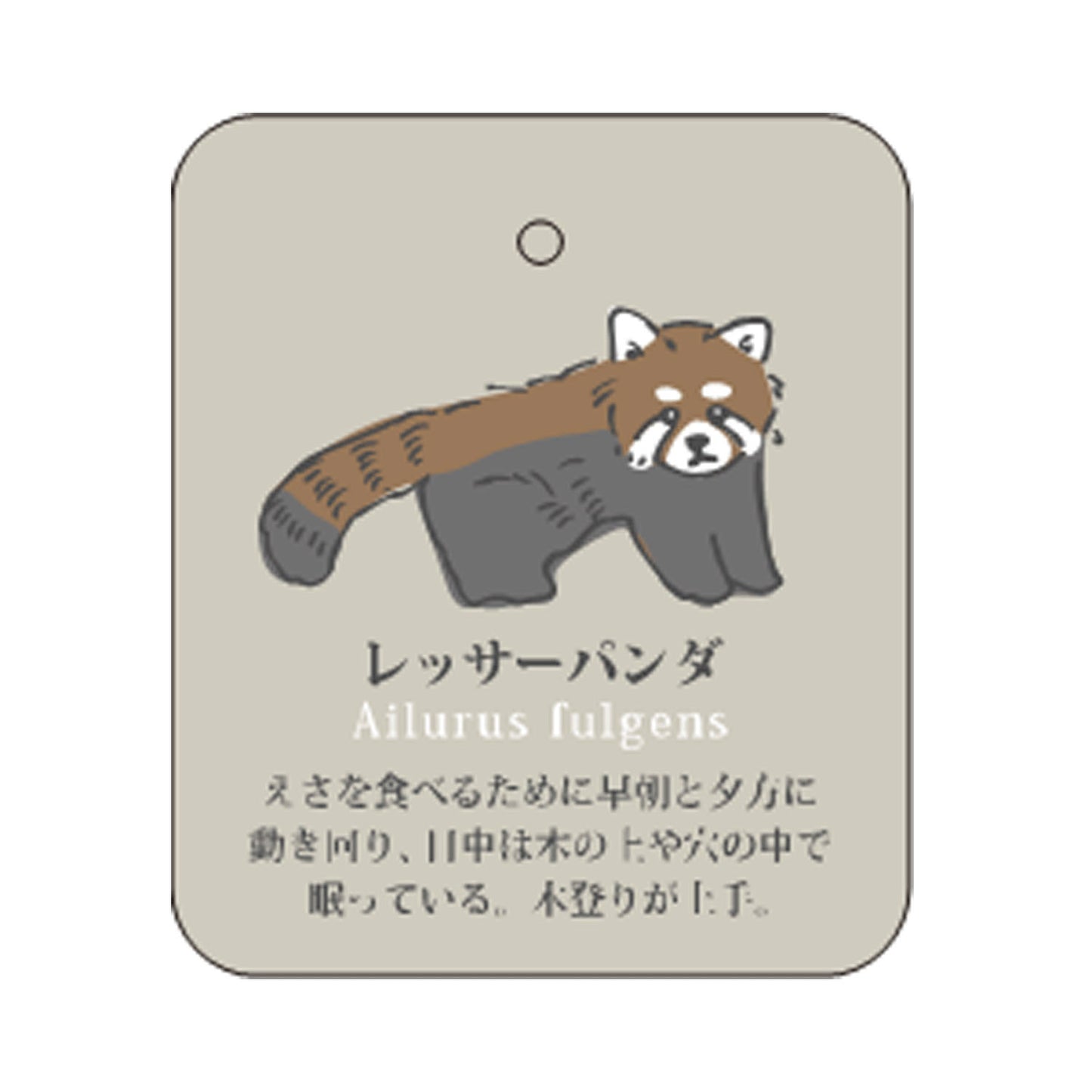 7/7 預購 | 動物系列 小貓熊襪